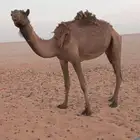 صفراء مجهم للبيع