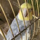 طيور كروان للبيع