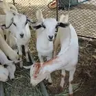 ثنين تيوس وعناق