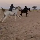 حصان سبق