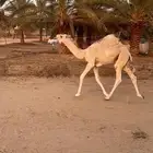 للبيع قعود حور مفرود طيب