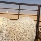 حصان شعبي شيخ السوم 2100والبيع قريب