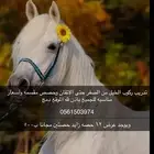 تدريب ركوب الخيل