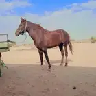 حصان للبيع