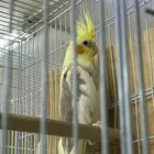 طير كروان ذكر