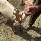 معزاء جنوبيات للبيع