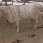 مشاءالله بقره اللمانيه