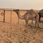 ناقه