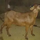تيوس دهم للبيع