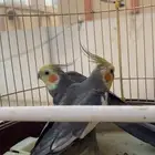 سلام عليكم