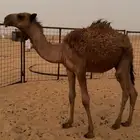 حوار عمره ثلاثه شهور ونص طيب