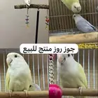 جوز روز منتج