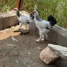 دجاج براهما