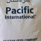 للبيع بذر برسيم أمريكي ك 101 باسفيك انترنشونال