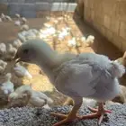 للتقبيل موقع كامل متكامل للدواجن
