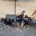ديوك باكستاني نسل ابو ريتاج