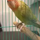 روز ذكر ومحلل للبيع