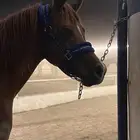 حصان مكس