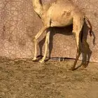 بكره بنت الليزر جمل حسن سليمان البلوي