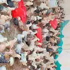 صوص دجاج