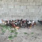 دجاج بلدي وفيومي