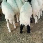هرافى حري وهجين نعيمي
