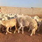 للبيع مراح ضان حريات حرش غنم مرعئ نضيفه ودفيع