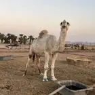 جمل