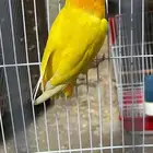 ذكر روز للإنتاج