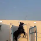 خيل شعبي جزيري