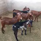 تيوس جنوبية دهم فل شحم مواليد عندي