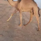قعود