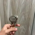 طير روز اليف للبيع