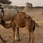 للبيع عشرا شقحها
