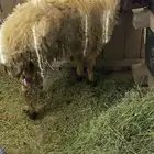رخله للبيع
