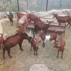 غنم دهم العدد 22 الموقع فيفاء