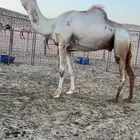 بكره بكر بنت الاعور جمل القرشي اختها مبيوعه بمليون ونص