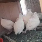 سمان تكساس بياض