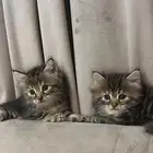 كيتن للبيع