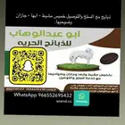 ذبايح خرفان حريات من غنم شهران