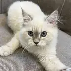 قطو للبيع ذكر لعوب عمره 6 اشهر وكم يوم مايعض ولا يمخش