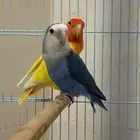 جوز روز