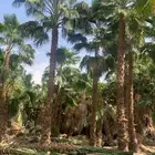 نخيل واشنطوني زينة امريكي