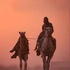 عاسف هجن
