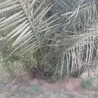 فسيل خلاص 40 ريال