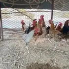 ديوك للبيع العدد 30