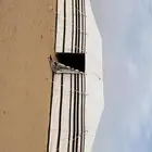 بيت شعر بيوت شعر بيض