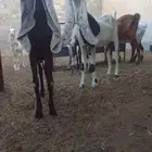 ماعز هولنديه