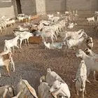 تيوس صومالية