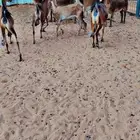 ماعز يماني لون الصيد